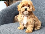 Malti̇poo Ci̇nsi̇ Yavrular Ev Üreti̇mi̇