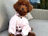 TOY POODLE SEVİMLİ YAVRULAR EV ÜRETİMİ
