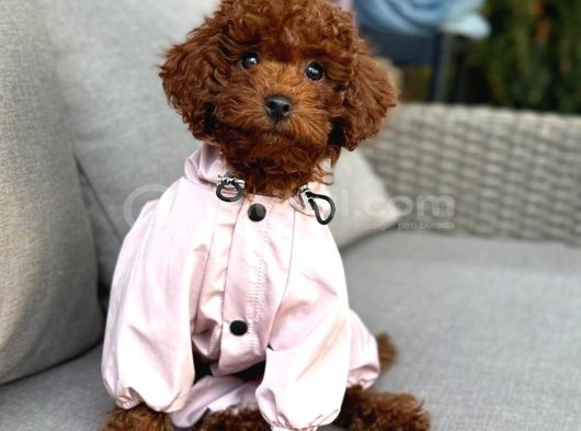 TOY POODLE SEVİMLİ YAVRULAR EV ÜRETİMİ