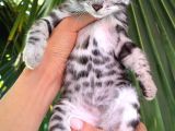 Ruhsatlı Ciftlikten Show Class Silver Bengal Yavrular