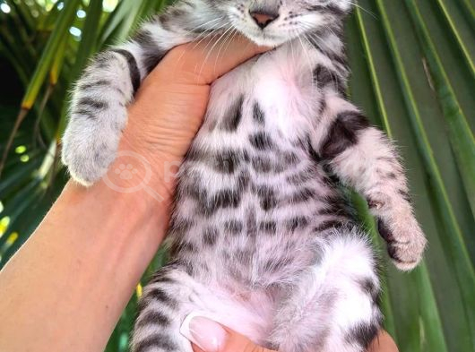 Ruhsatlı Ciftlikten Show Class Silver Bengal Yavrular görsel