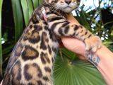 Show Class Bengal Yavrulari Yasal Faturali