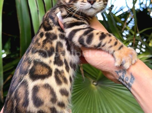 Show Class Bengal Yavrulari Yasal Faturali görsel