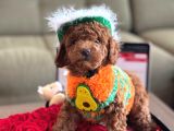 RED BROWN TOY POODLE YAVRULARIMIZ