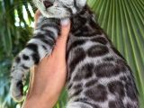Ruhsatlı Ciftlikten Show class Silver Bengal Yavrular