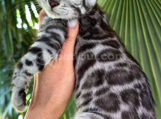 Ruhsatlı Ciftlikten Show class Silver Bengal Yavrular