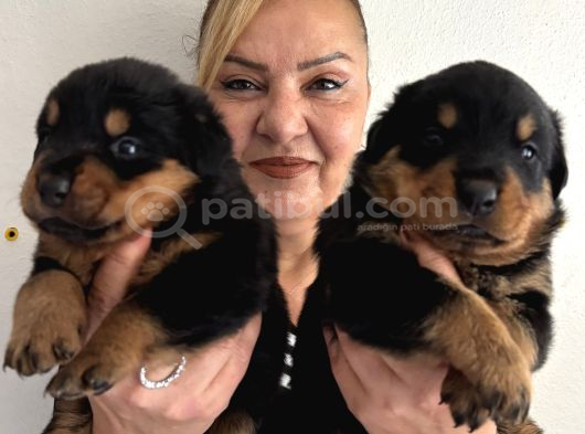 Kca kafa Dev gibi Rottweiler yavrularımız