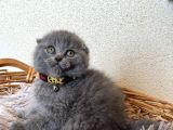 Sıfır kulak Scottish fold yavrular