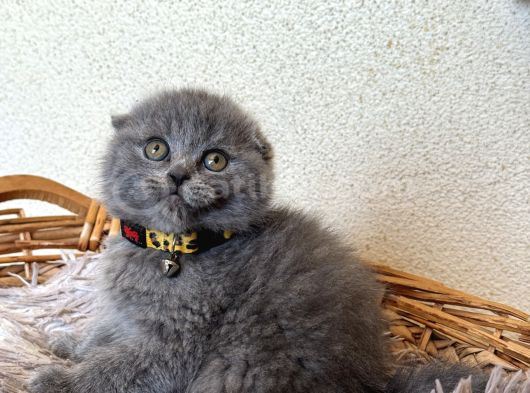 Sıfır kulak Scottish fold yavrular