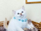 British shorthair Red Point
