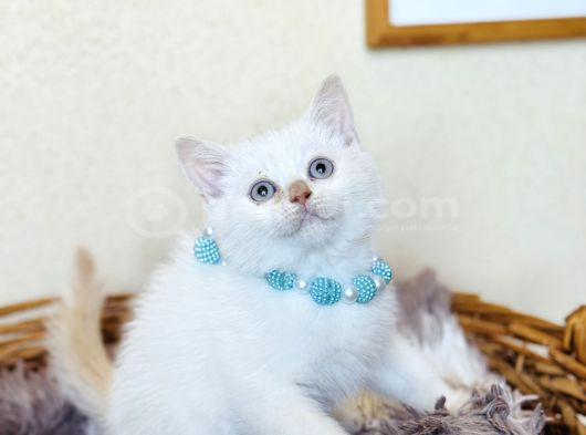 British shorthair Red Point