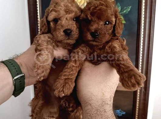 SAFKAN RED BROWN TOY POODLE YAVRULAR - ÜST KALİTE