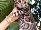 Show Class Bengal Yavrulari yasal Faturali