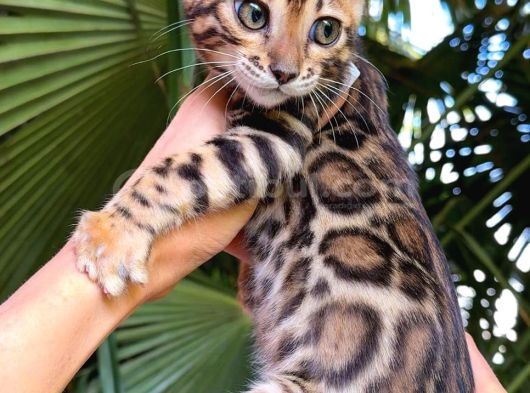 Show Class Bengal Yavrulari yasal Faturali