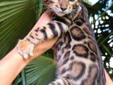 Show Class Bengal Yavrulari Yasal Faturali
