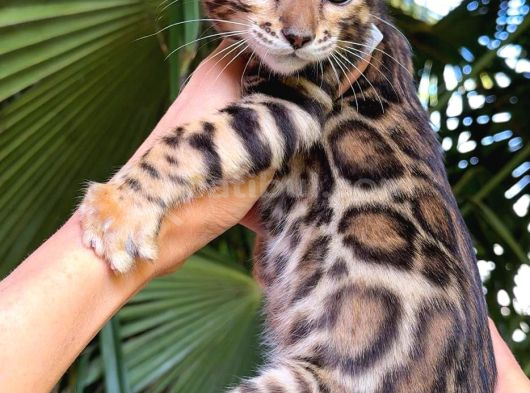 Show Class Bengal Yavrulari Yasal Faturali görsel