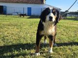 1 Yaşında Dişi Bernese Dağ Köpeği