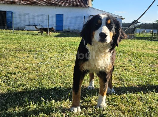 1 Yaşında Dişi Bernese Dağ Köpeği görsel