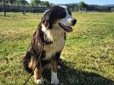 1 Yaşında Dişi Bernese Dağ Köpeği