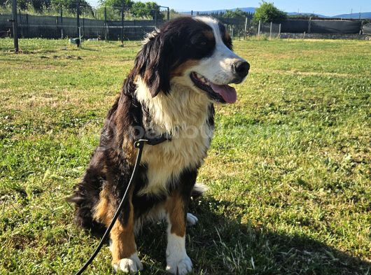 1 Yaşında Dişi Bernese Dağ Köpeği görsel