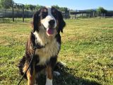 1 Yaşında Dişi Bernese Dağ Köpeği