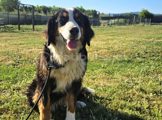 1 Yaşında Dişi Bernese Dağ Köpeği görsel