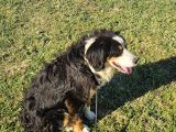 1 Yaşında Dişi Bernese Dağ Köpeği
