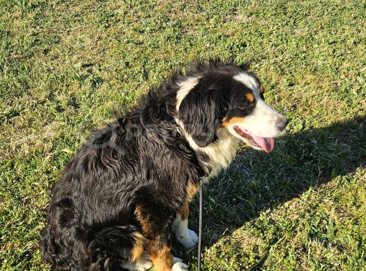 1 Yaşında Dişi Bernese Dağ Köpeği görsel