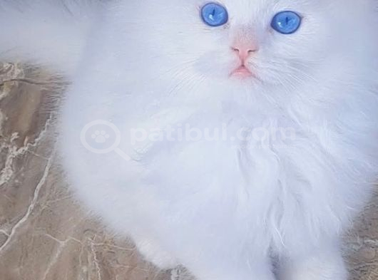 Bal küpü yavrular