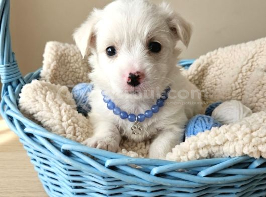 Maltese terier yavrularimiz