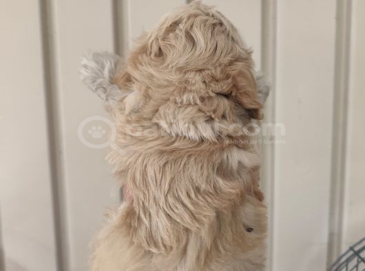3 Erkek Kardeş Aşılı Garantili görsel