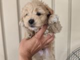 3 Erkek Kardeş Aşılı Garantili