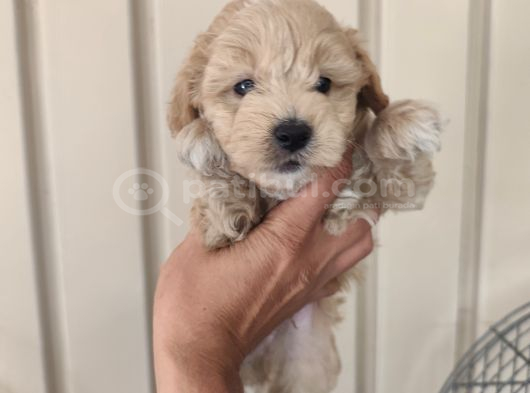 3 Erkek Kardeş Aşılı Garantili görsel