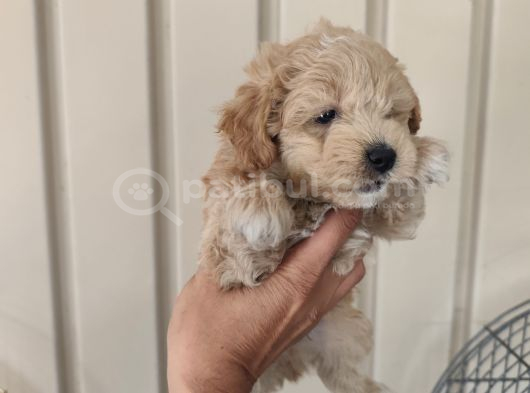 3 Erkek Kardeş Aşılı Garantili görsel