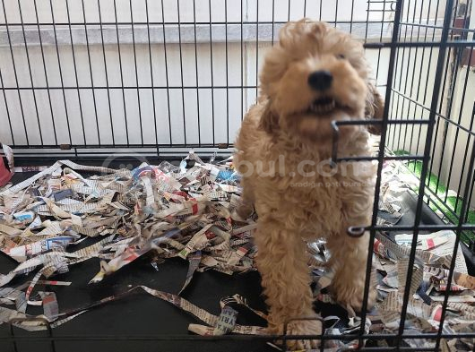 F1 maltipoo son kalan yavru