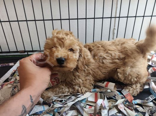 F1 Maltipoo Son Kalan Yavru görsel