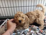 F1 Maltipoo Son Kalan Yavru