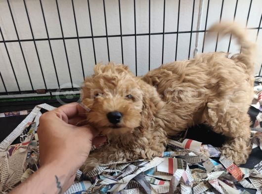 F1 Maltipoo Son Kalan Yavru görsel