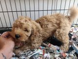 F1 Maltipoo Son Kalan Yavru