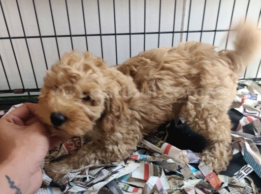 F1 Maltipoo Son Kalan Yavru görsel