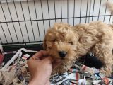 F1 Maltipoo Son Kalan Yavru