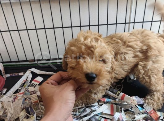 F1 Maltipoo Son Kalan Yavru görsel