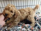 F1 Maltipoo Son Kalan Yavru