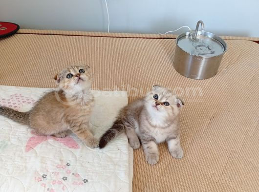 Safkan Müthis Scottish Fold Yavrular Gaziantep görsel