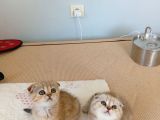 Safkan müthis scottish fold yavrular
