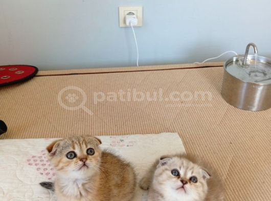 Safkan müthis scottish fold yavrular