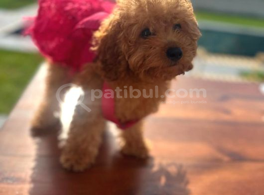 3 aylık dişi poodle kızımız yuvasını arıyor