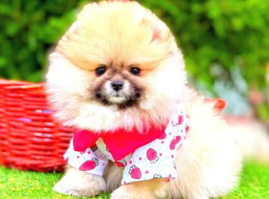 POMERRİAN BOO SEVİMLİ YAVRULAR