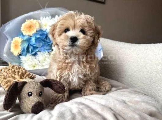Malti̇poo Ci̇nsi̇ Yavrular Ev Üreti̇mi̇ görsel