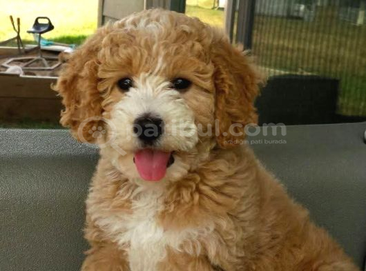 MALTİPOO CİNSİ YAVRULAR EV ÜRETİMİ